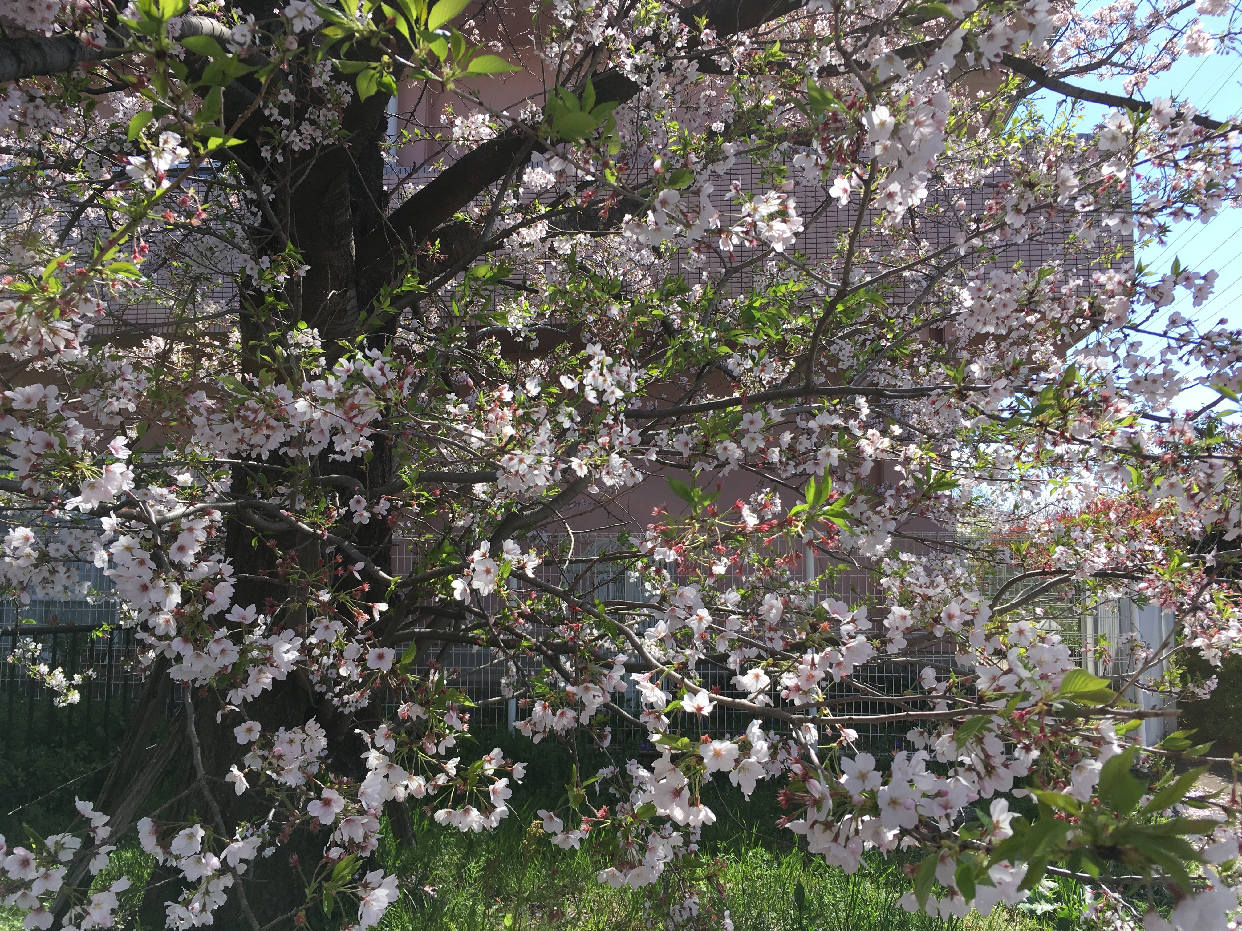 ケアハウス桜の里 周辺